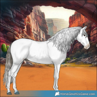 Horse Color:White Spotted Buckskin Dun Sabino Appaloosa 