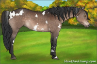 Horse Color:White Spotted Brown 