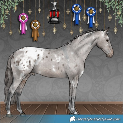 Horse Color:White Spotted Brown Dun Appaloosa 