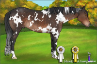 Horse Color:White Spotted Brown 