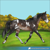 Horse Color:White Spotted Brown Sabino 