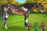 Horse Color:White Spotted Brown Sabino 