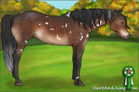 Horse Color:White Spotted Brown 