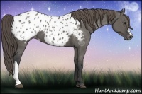 Horse Color:Grullo Appaloosa 