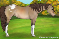 Horse Color:Bay Dun Appaloosa 