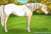 Horse Color:Palomino Appaloosa 