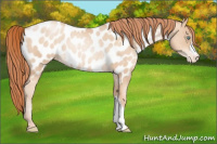 Horse Color:Amber Champagne Pearl Near Leopard Rabicano 