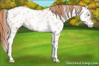 Horse Color:Amber Champagne Pearl Appaloosa Rabicano 