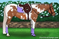 Horse Color:White Spotted Silver Bay Tobiano 