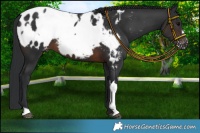 Horse Color:Brown Appaloosa  and Brown Appaloosa 