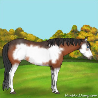Horse Color:Bay Splash Frame Rabicano 