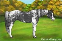 Horse Color:Blue Roan Splash Tobiano