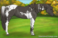 Horse Color:Smoky Black Tobiano 
