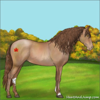 Horse Color:Bay Pearl 