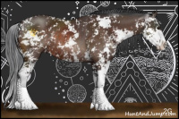 Horse Color:Brown Sabino Rabicano 