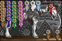 Horse Color:Liver Chestnut Sabino Rabicano  and Brown Sabino 