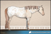 Horse Color:White Spotted Gold Champagne Dun Appaloosa 