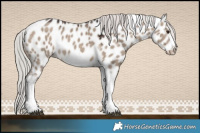 Horse Color:Silver Brown Dun Tobiano Frame Appaloosa Rabicano