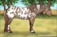 Horse Color:White Spotted Liver Red Dun Appaloosa Rabicano 