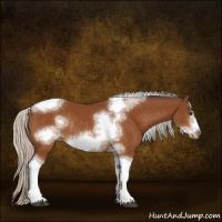 Horse Color:Silver Buckskin Sabino Tobiano Frame Rabicano 