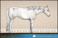 Horse Color:Silver Smoky Grullo Sabino Tobiano Appaloosa 