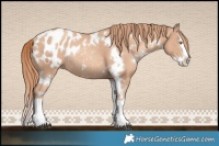 Horse Color:White Spotted Gold Champagne Splash Appaloosa Rabicano 