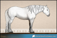 Horse Color:Gray White Spotted Silver Brown Dun 
