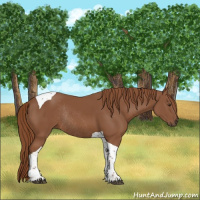 Horse Color:Chestnut Tobiano Rabicano 