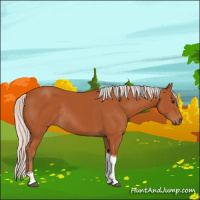 Horse Color:Silver Bay Sabino Tobiano Rabicano 