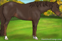 Horse Color:Liver Chestnut 
