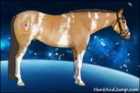 Horse Color:White Spotted Buckskin Rabicano 