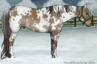 Horse Color:White Spotted Liver Red Dun 