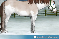Horse Color:Liver Red Dun Roan Sabino Splash