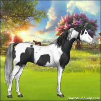 Horse Color:Black Splash Tobiano 