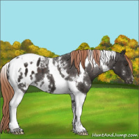 Horse Color:White Spotted Liver Chestnut Tobiano Appaloosa 