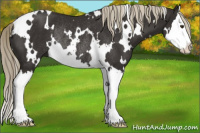 Horse Color:White Spotted Liver Chestnut Splash Rabicano 