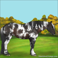 Horse Color:White Spotted Brown 