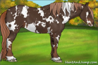 Horse Color:White Spotted Liver Chestnut 
