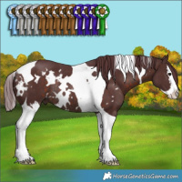 Horse Color:White Spotted Chocolate Brown Splash Tobiano Rabicano