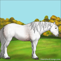 Horse Color:Gray Bay Tobiano Rabicano 