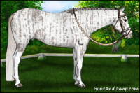 Horse Color:Silver Blue Roan Splash Tobiano  and Gray Silver Blue Roan Splash Tobiano 