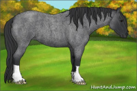Horse Color:Blue Roan 