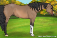 Horse Color:Bay Dun