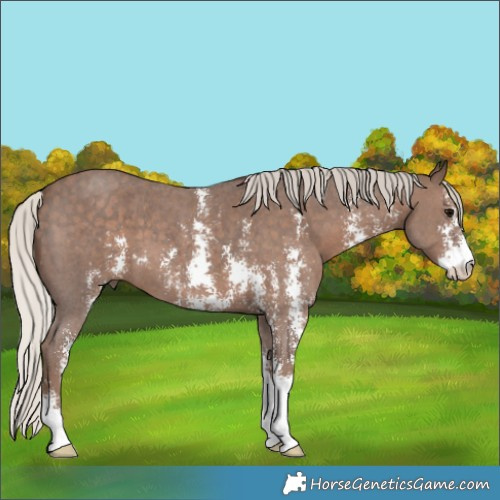 Horse Color:Silver Black Sabino 