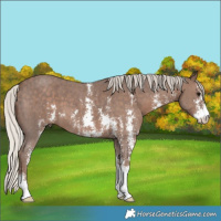 Horse Color:Silver Black Sabino 