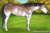 Horse Color:Bay Splash Rabicano 