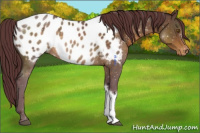 Horse Color:Chocolate Buckskin Appaloosa 