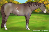 Horse Color:Chocolate Grullo Sabino Appaloosa 