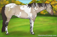 Horse Color:White Spotted Brown Dun Tobiano Blanket Rabicano 