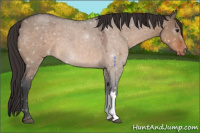Horse Color:Bay Roan Dun Appaloosa 